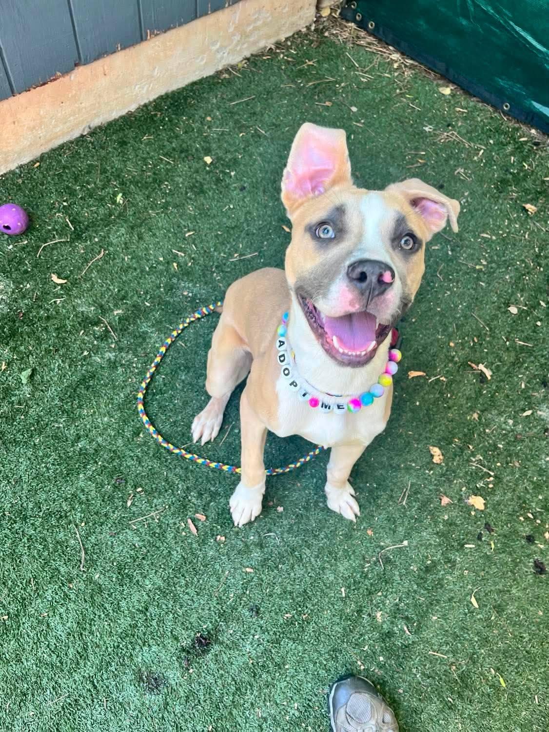 Enlarge Alfonso, a ADOPTABLE mixed breed in Denver, NC image 3/6