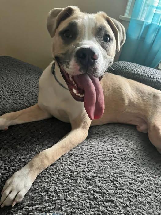 Enlarge Alfonso, a ADOPTABLE mixed breed in Denver, NC image 2/6