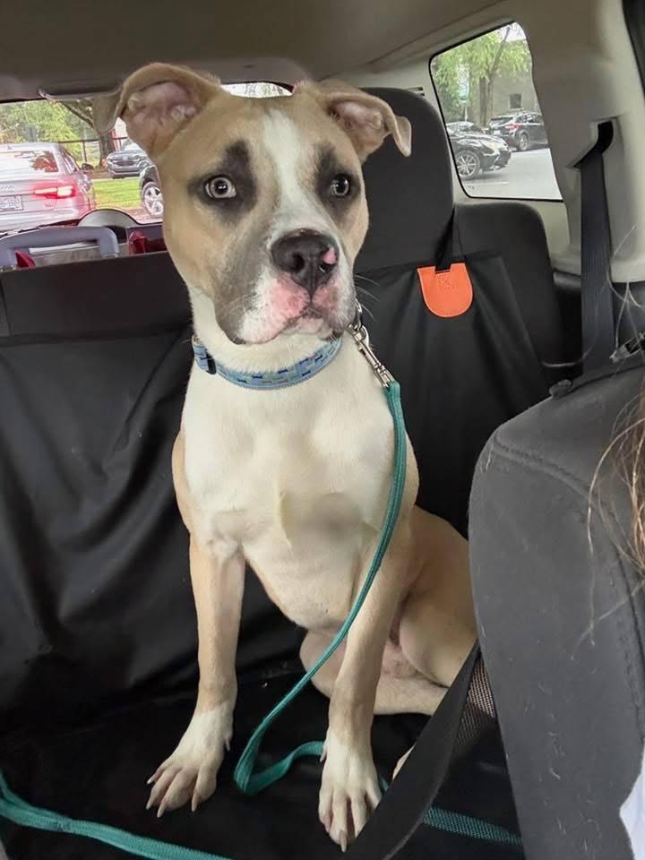 Alfonso, ADOPTABLE, Young Male Pit Bull Terrier.