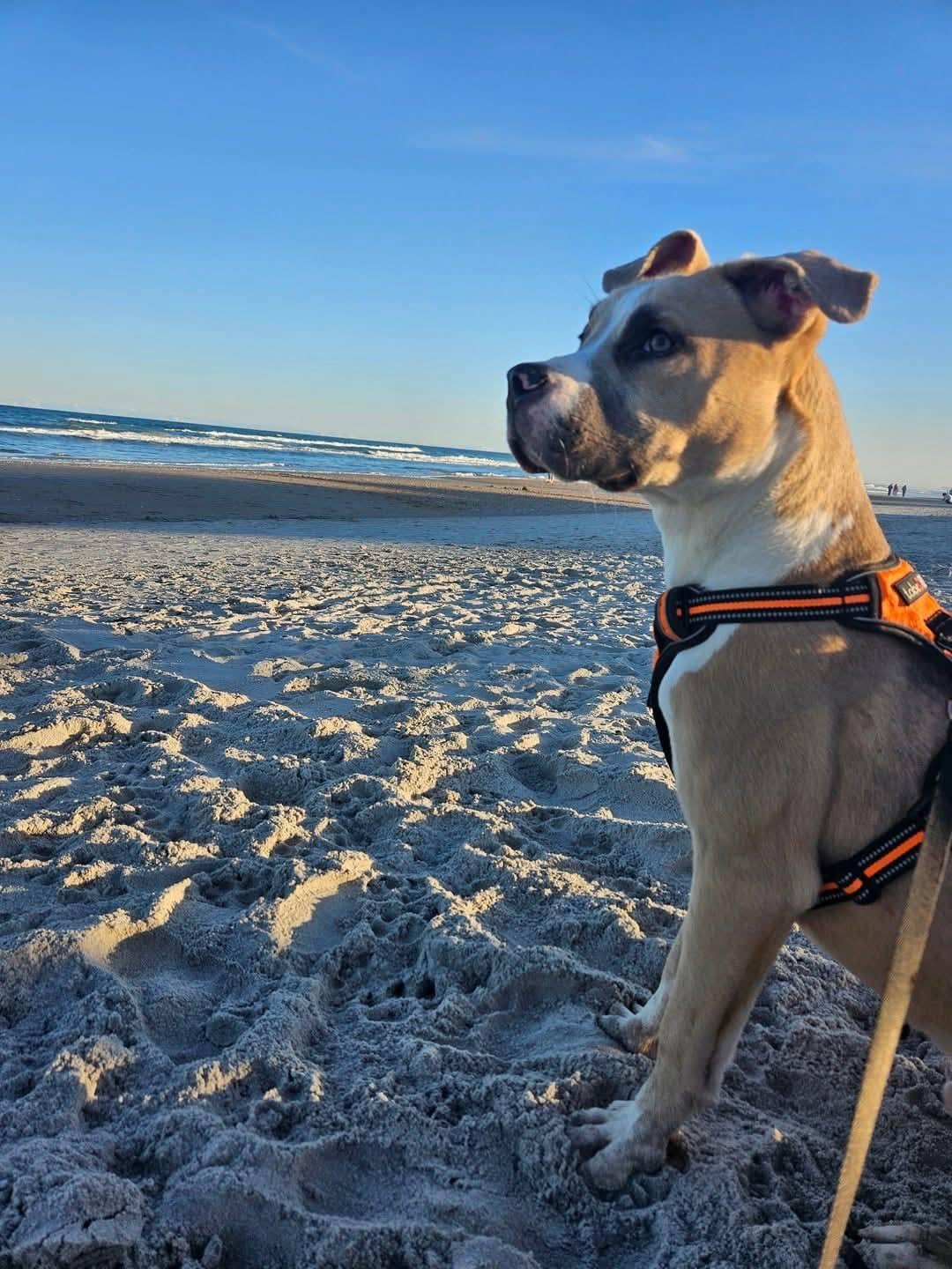 Enlarge Alfonso, a ADOPTABLE mixed breed in Denver, NC image 4/6