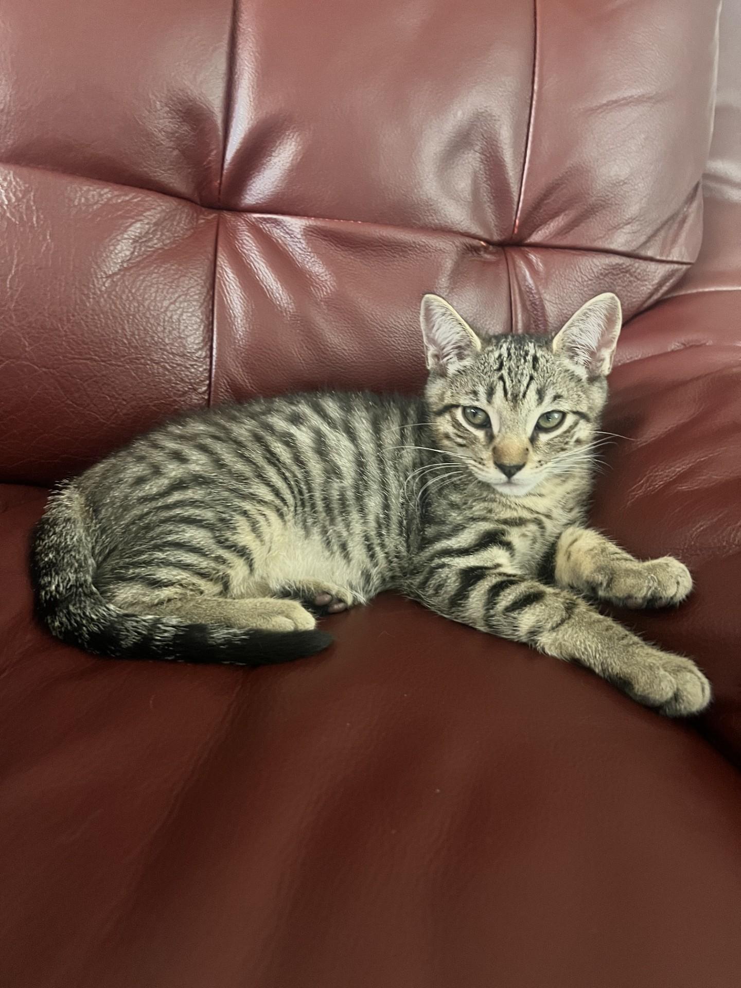 Sprout, a Adoptable Domestic Short Hair in Davis, CA image 1/5