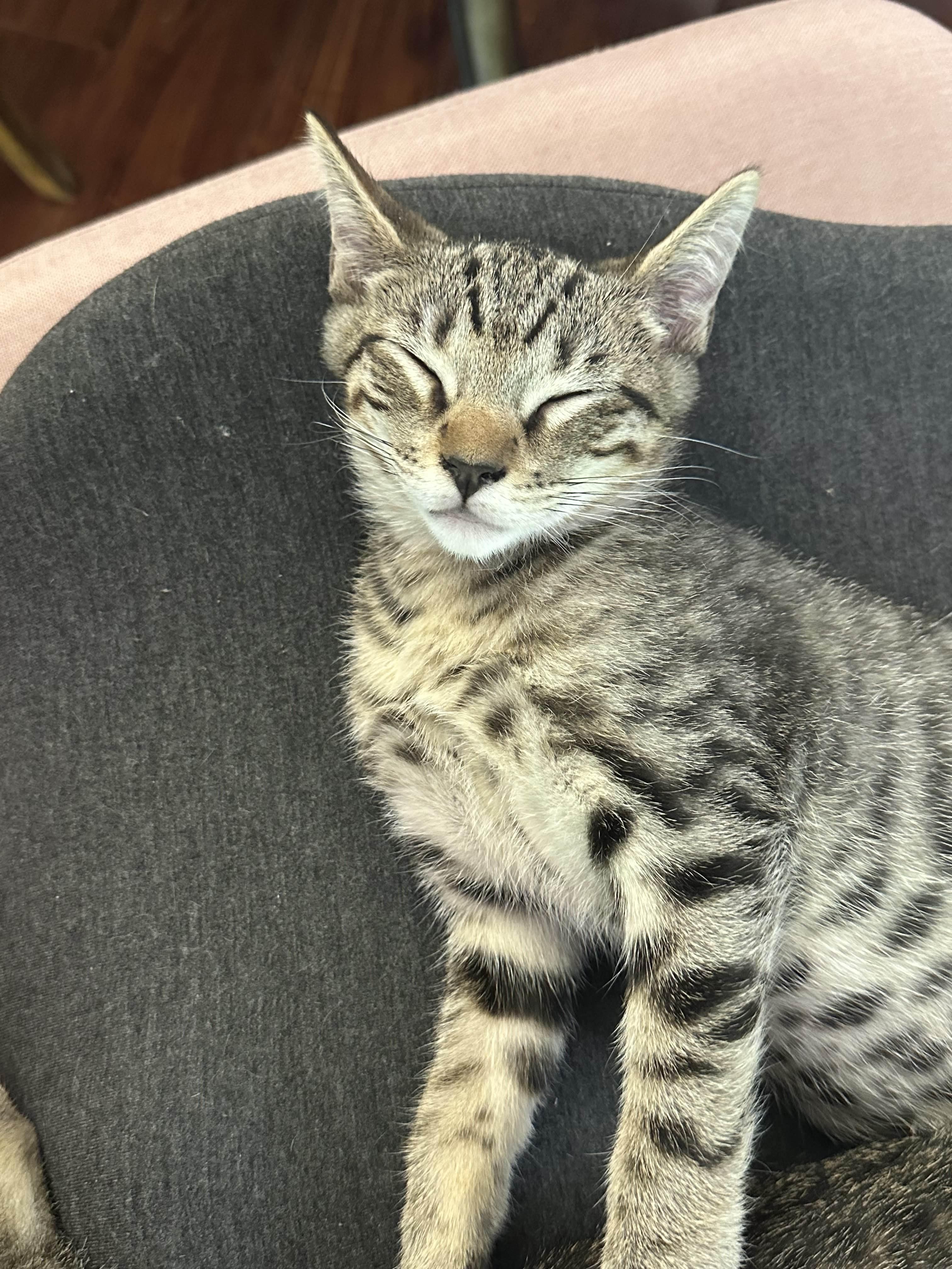 Sprout, a Adoptable Domestic Short Hair in Davis, CA image 2/5