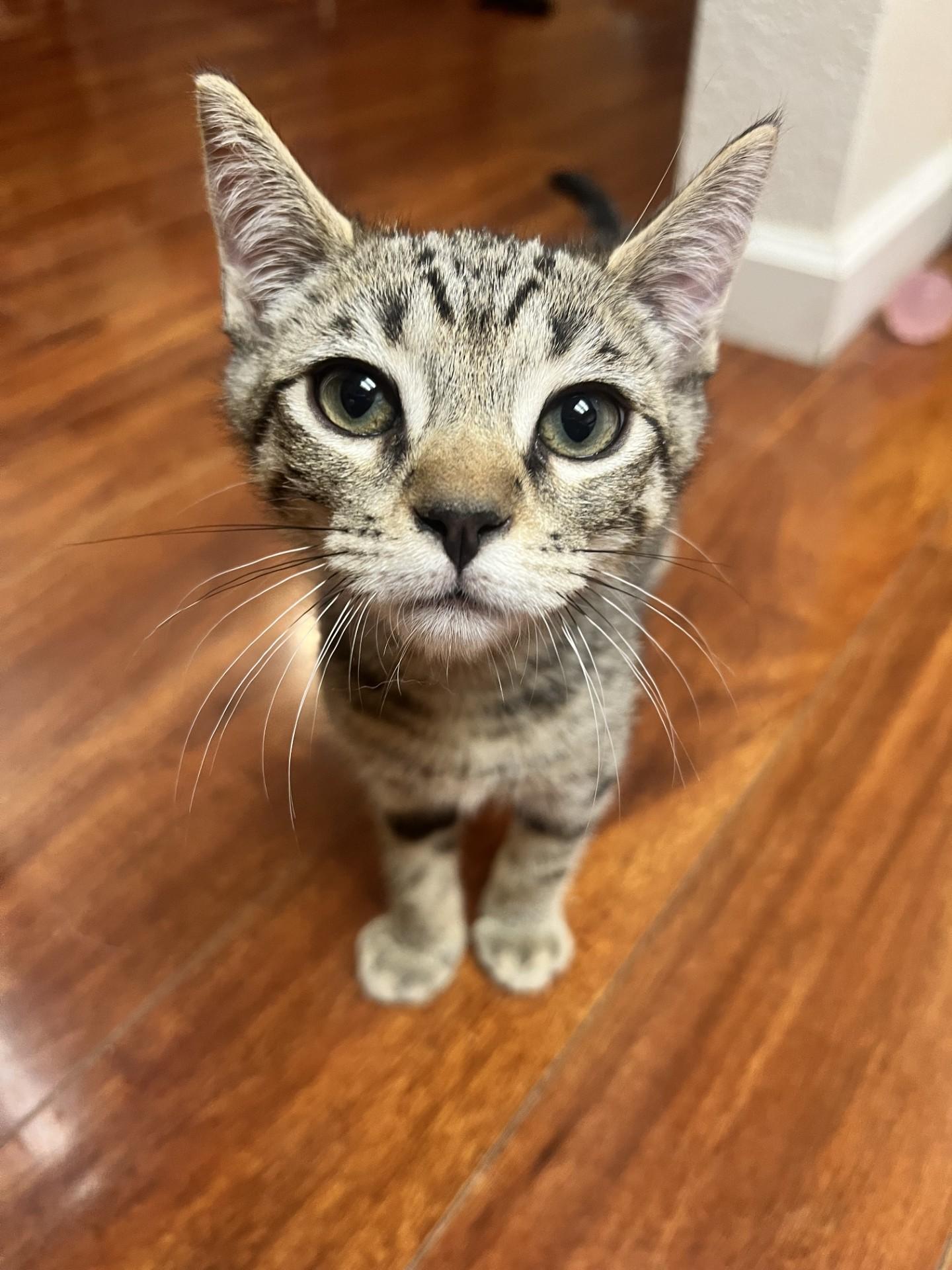 Sprout, Young Male Domestic Short Hair
