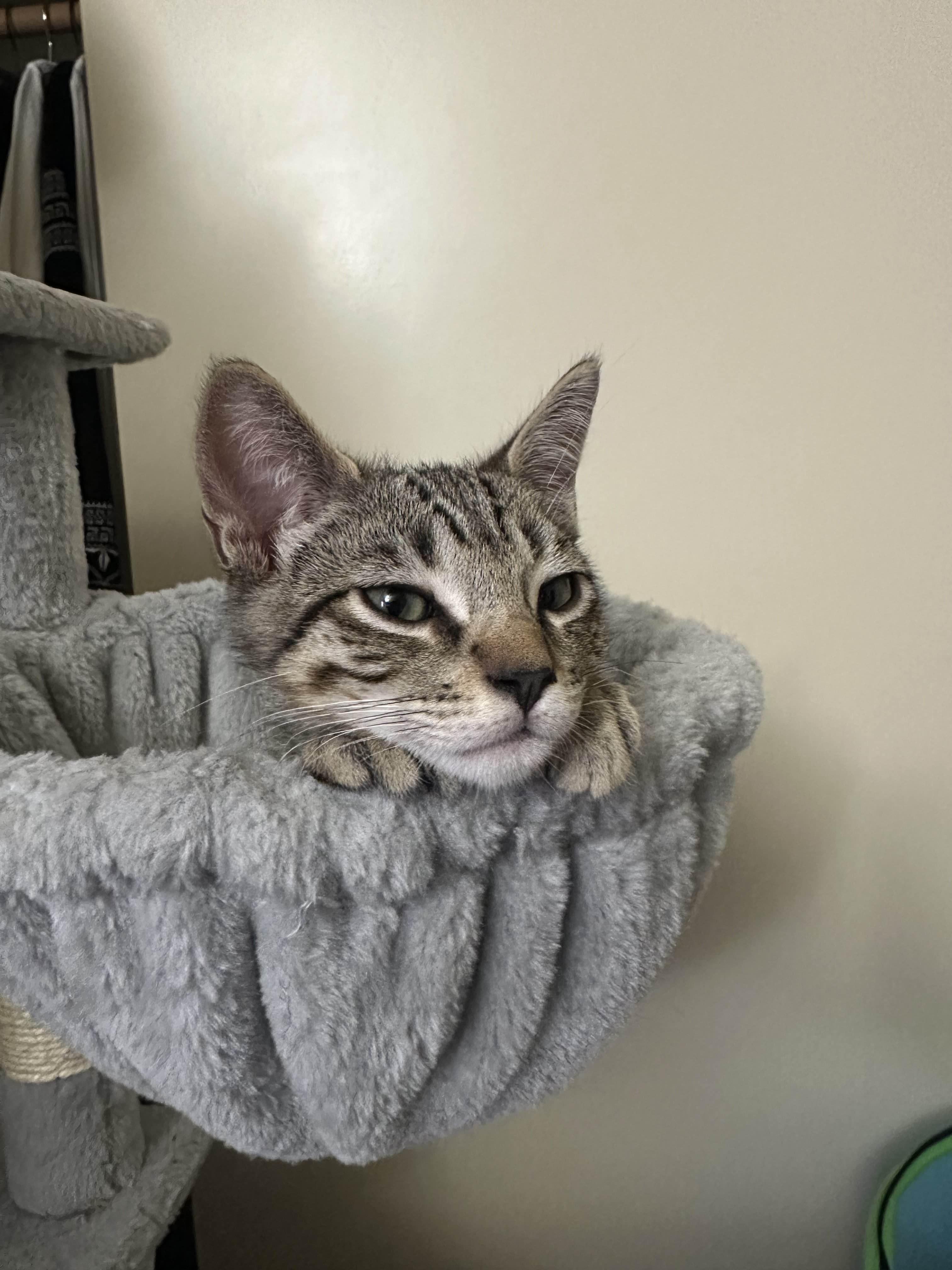 Sprout, a Adoptable Domestic Short Hair in Davis, CA image 5/5