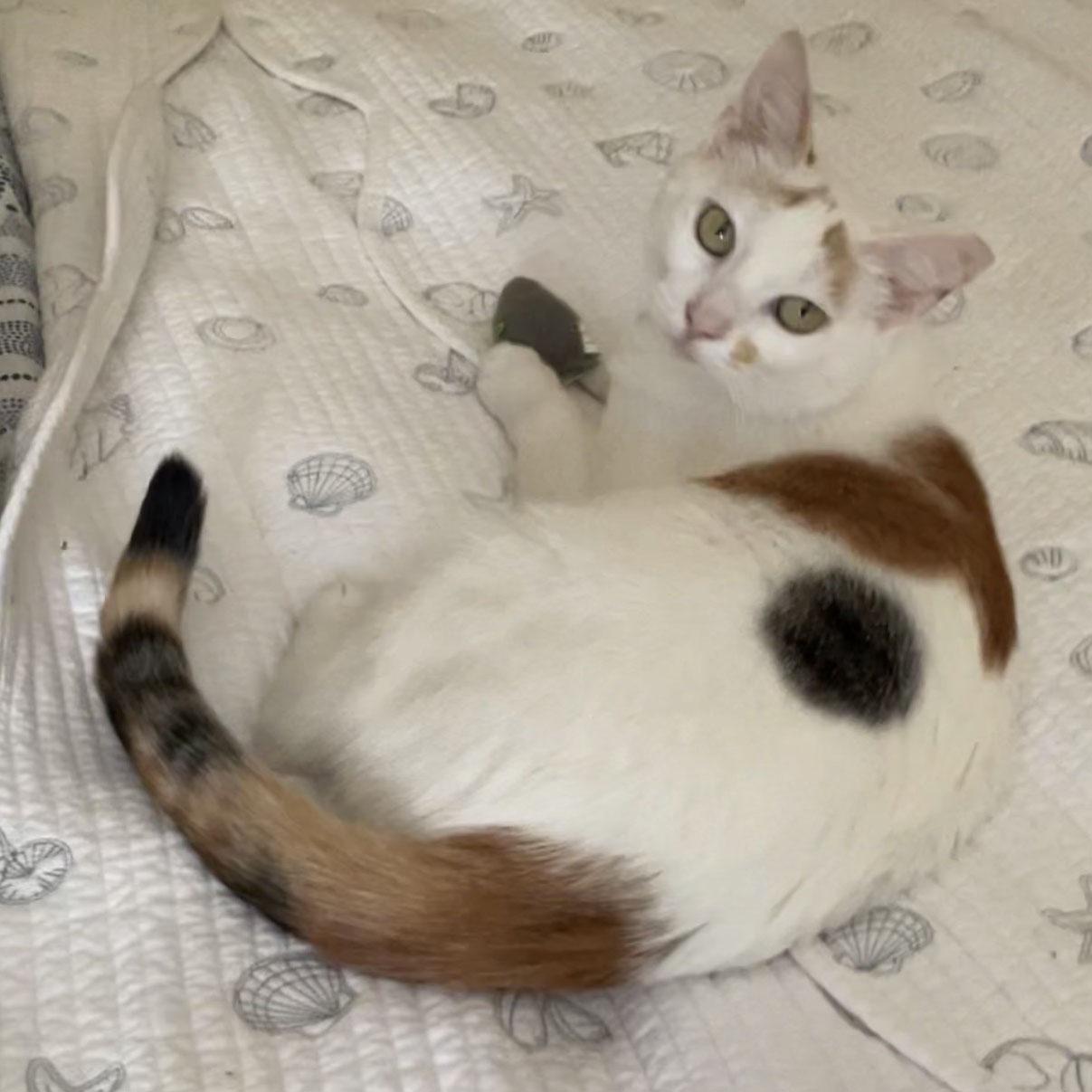 Fiona - adoption pending, adopted, Young Female Calico & Domestic Short Hair.