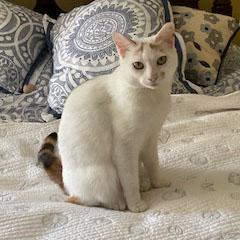 Enlarge Fiona - adoption pending, an adopted mixed breed in Harrisburg, PA image 4/4