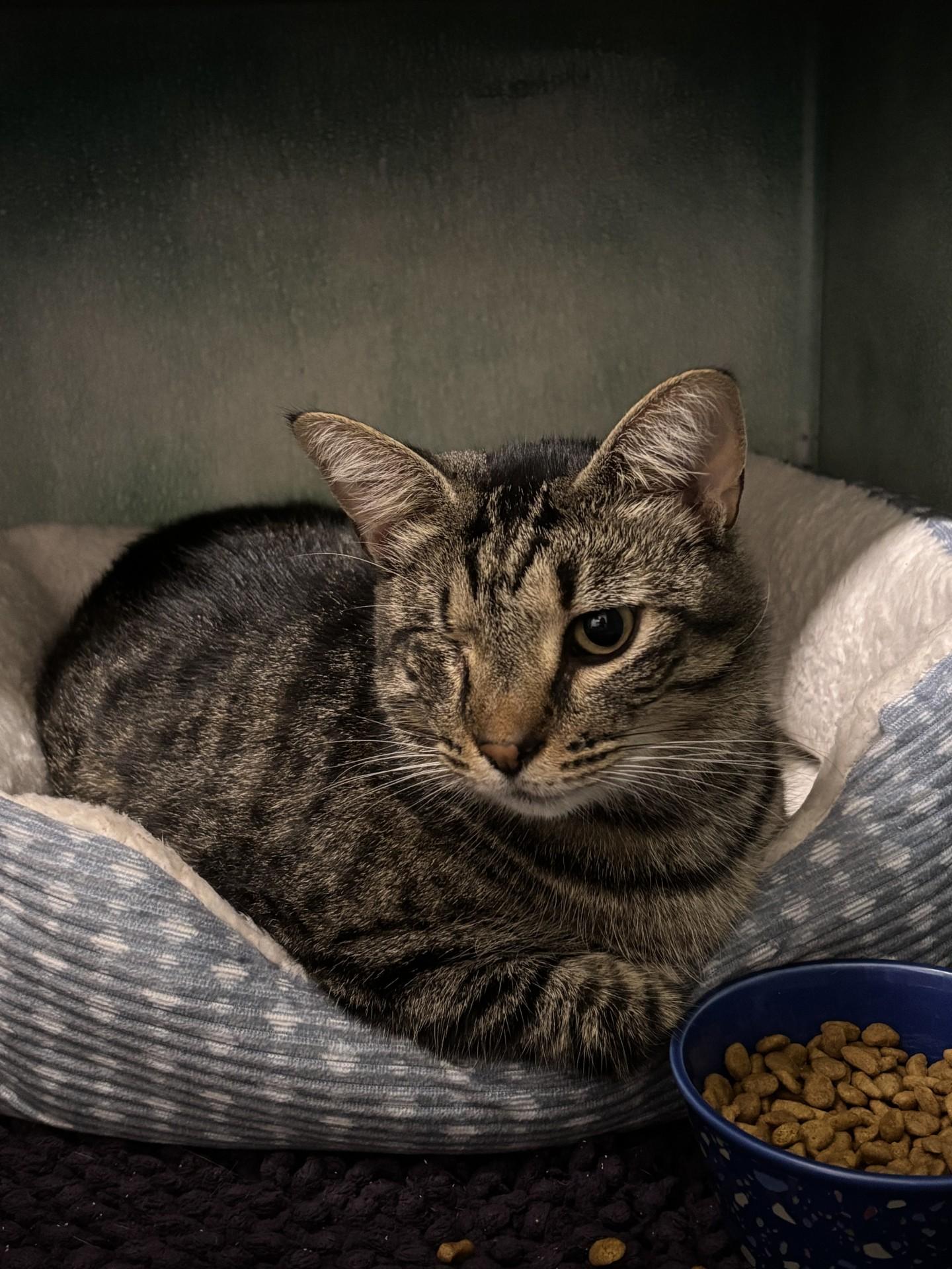 Meadow, Adoptable, Adult Female Domestic Short Hair.