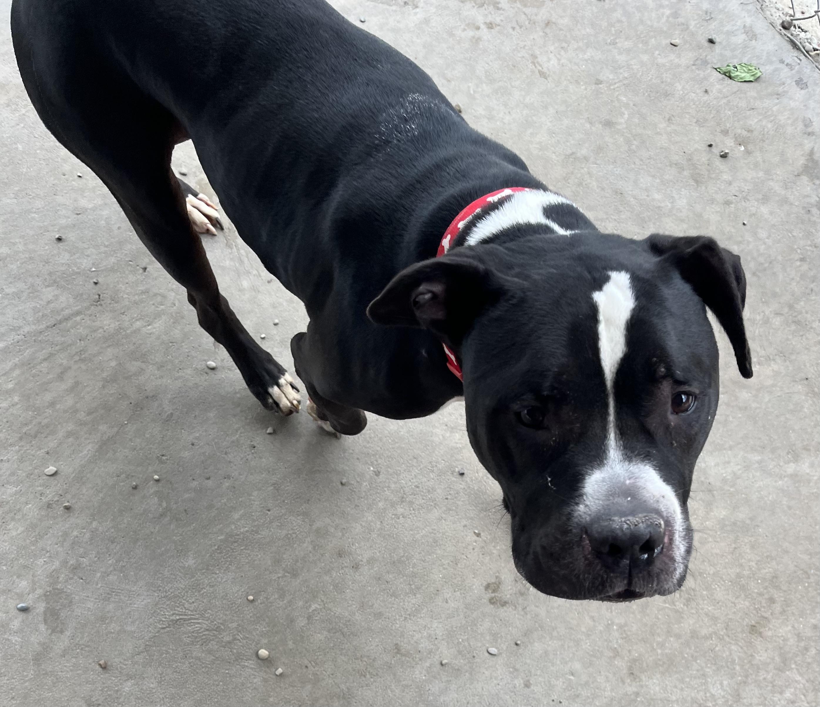 Bristol AVAILABLE, a ADOPTABLE Pit Bull Terrier in Canton, OH image 4/6