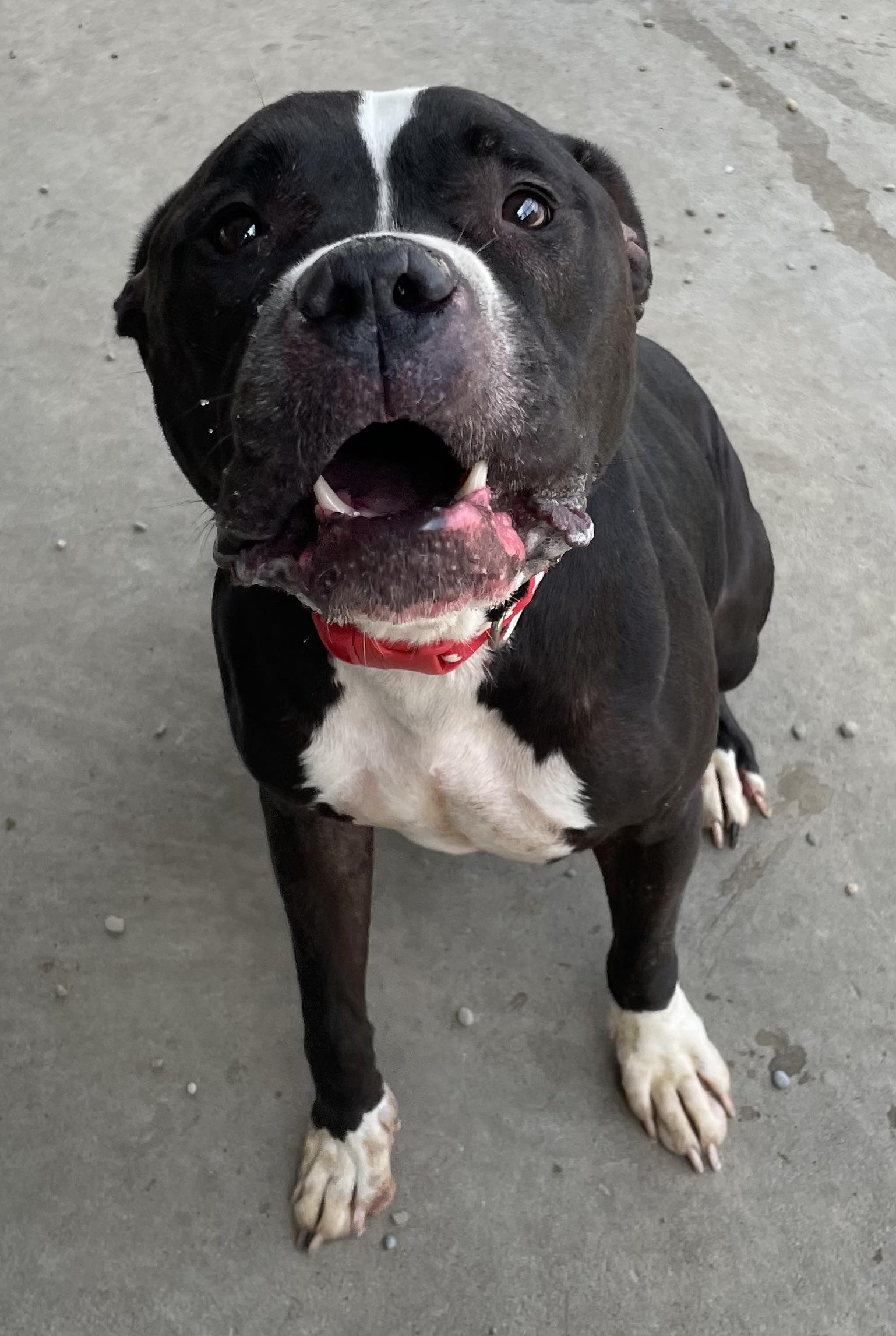Bristol AVAILABLE, a ADOPTABLE Pit Bull Terrier in Canton, OH image 2/6