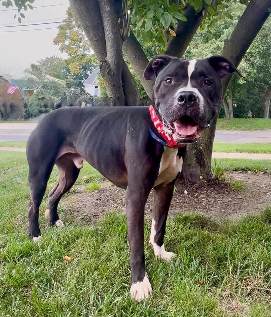 Enlarge Bristol AVAILABLE, a ADOPTABLE Pit Bull Terrier in Canton, OH image 2/6