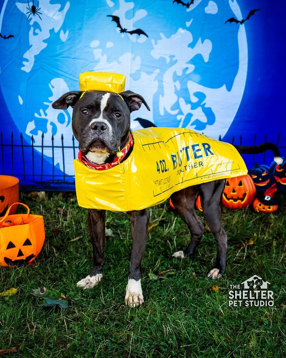Bristol AVAILABLE, Adoptable, Adult Male Pit Bull Terrier.