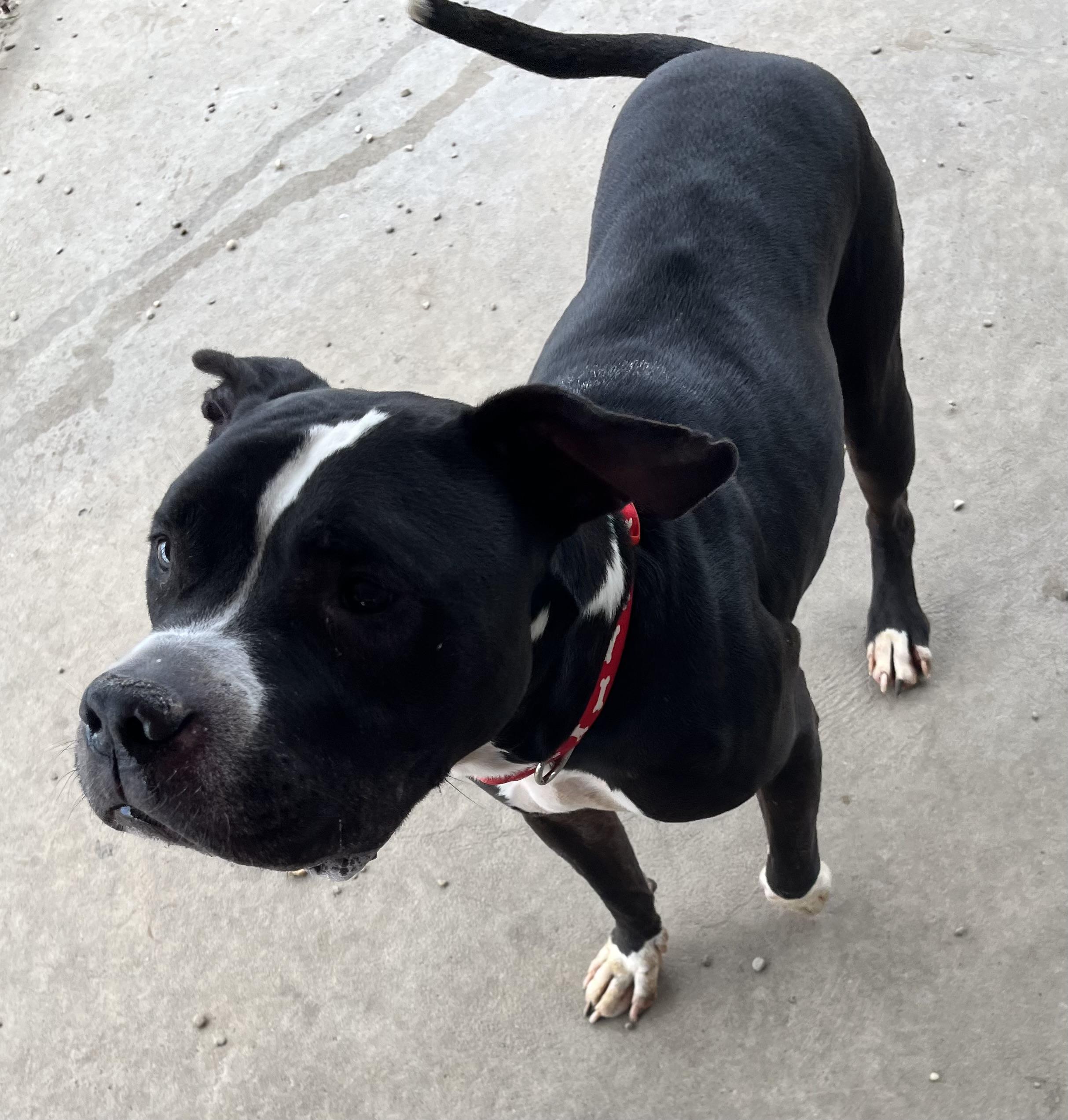 Bristol AVAILABLE, a ADOPTABLE Pit Bull Terrier in Canton, OH image 5/6