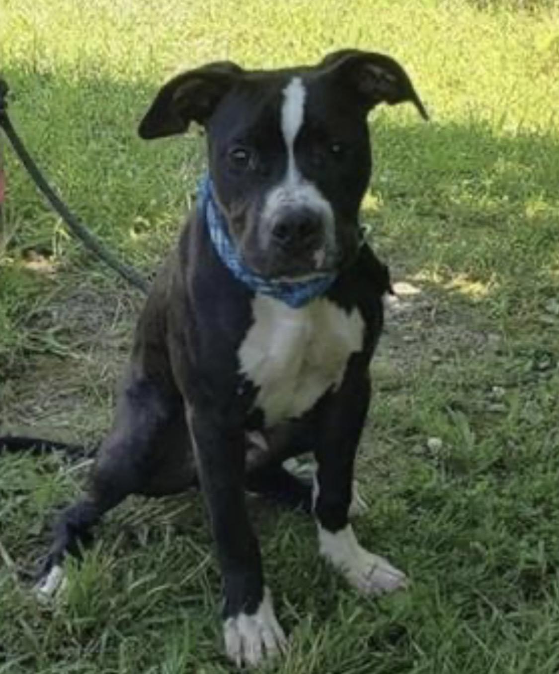 Bristol AVAILABLE, a ADOPTABLE Pit Bull Terrier in Canton, OH image 6/6