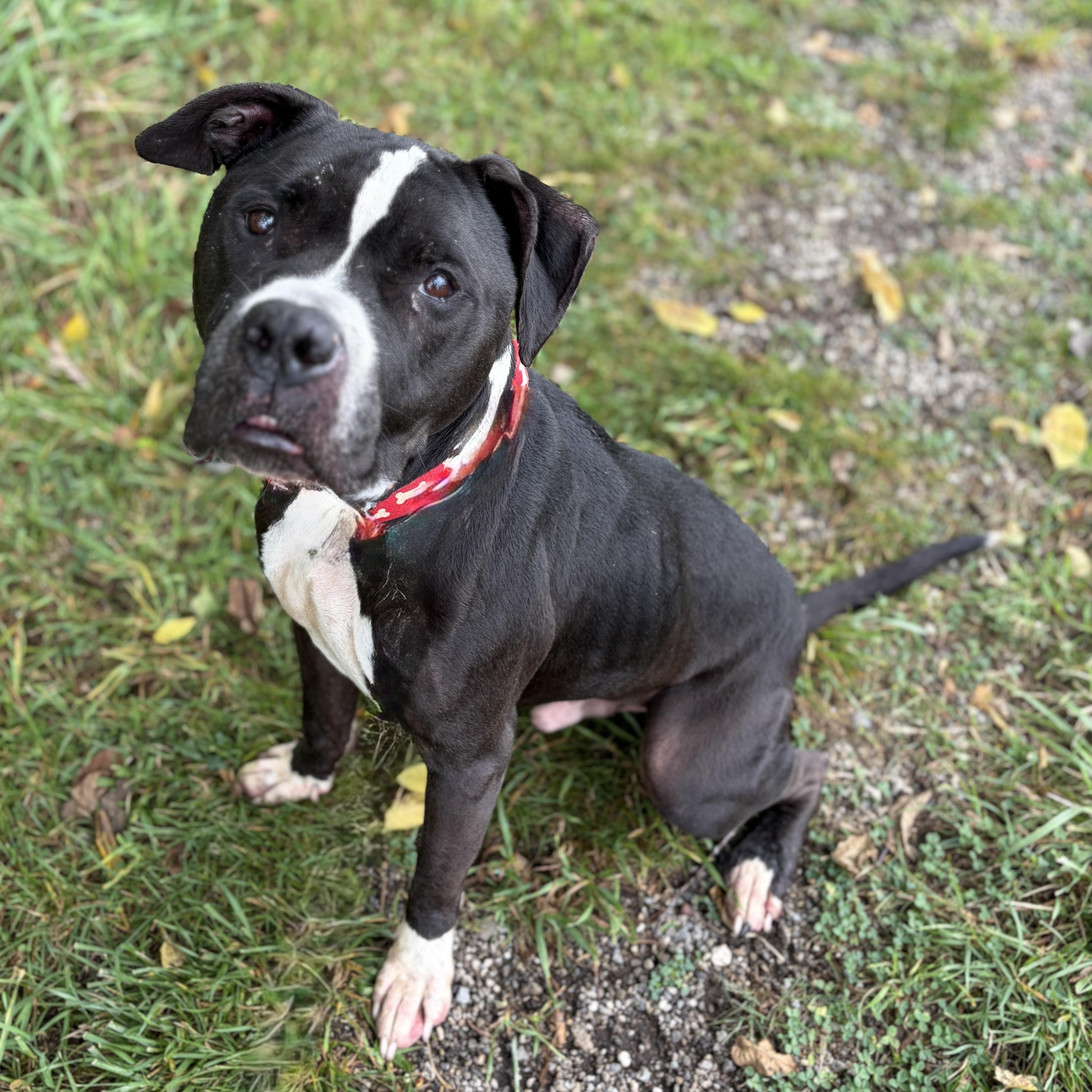 Bristol AVAILABLE, ADOPTABLE, Adult Male Pit Bull Terrier.