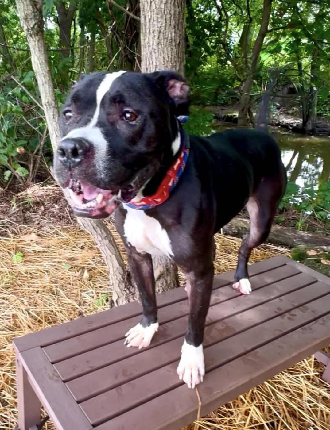 Bristol AVAILABLE, ADOPTABLE, Adult Male Pit Bull Terrier.