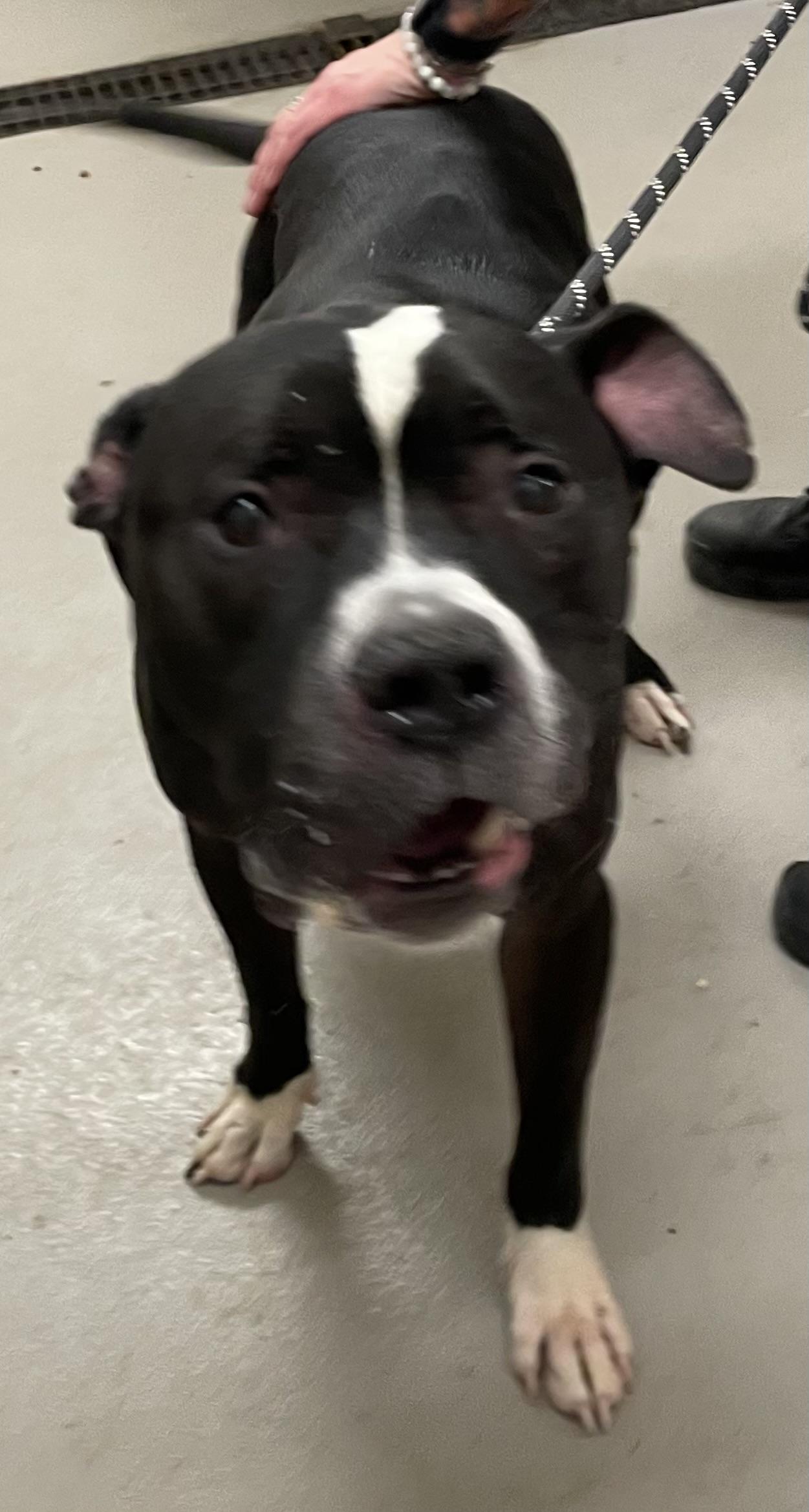 Bristol AVAILABLE, a ADOPTABLE Pit Bull Terrier in Canton, OH image 3/6