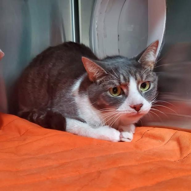 Enlarge Radar, a Adoptable American Shorthair in Jefferson city, TN image 1/1