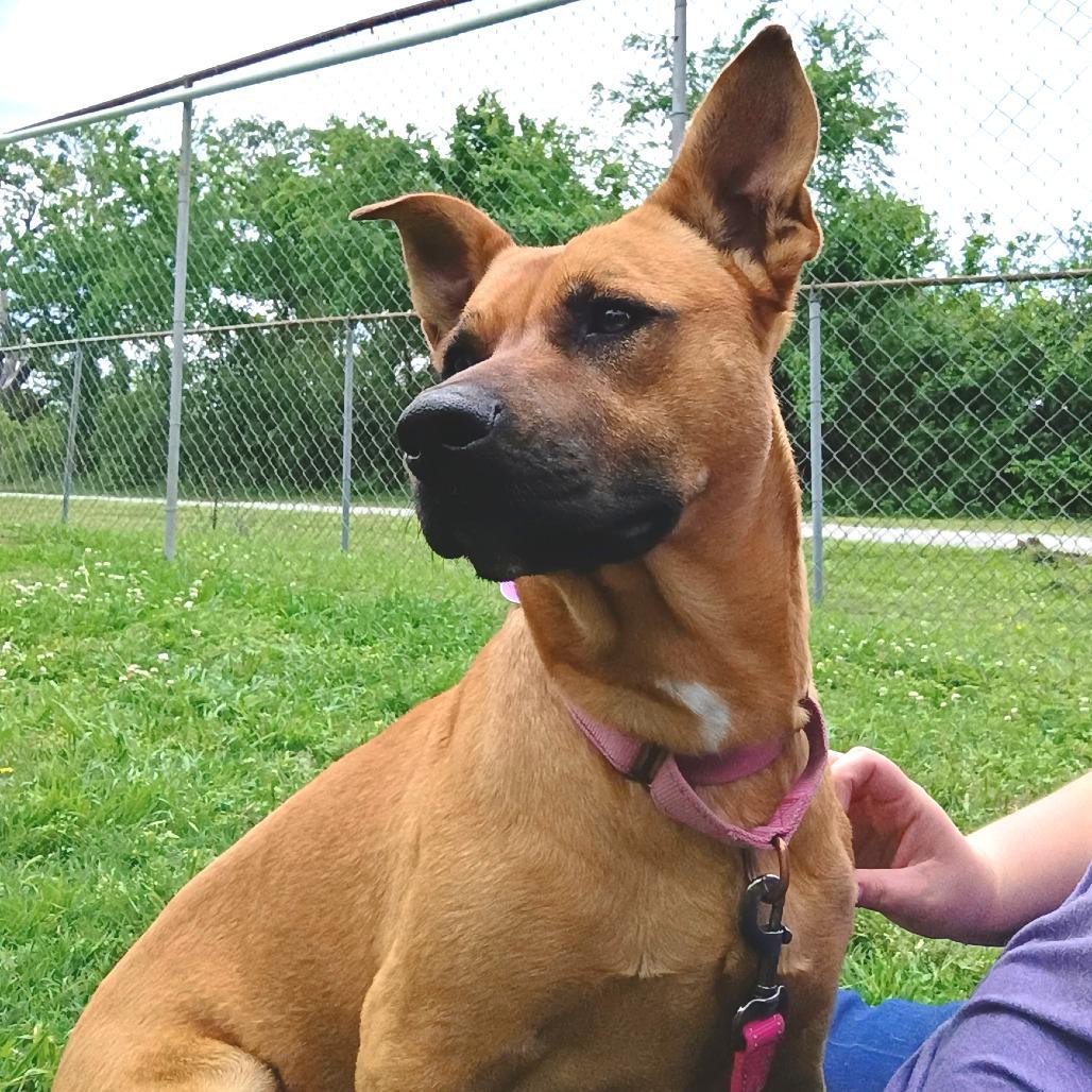 Enlarge Cherry, a Adoptable Mixed Breed in Tulsa, OK image 1/6