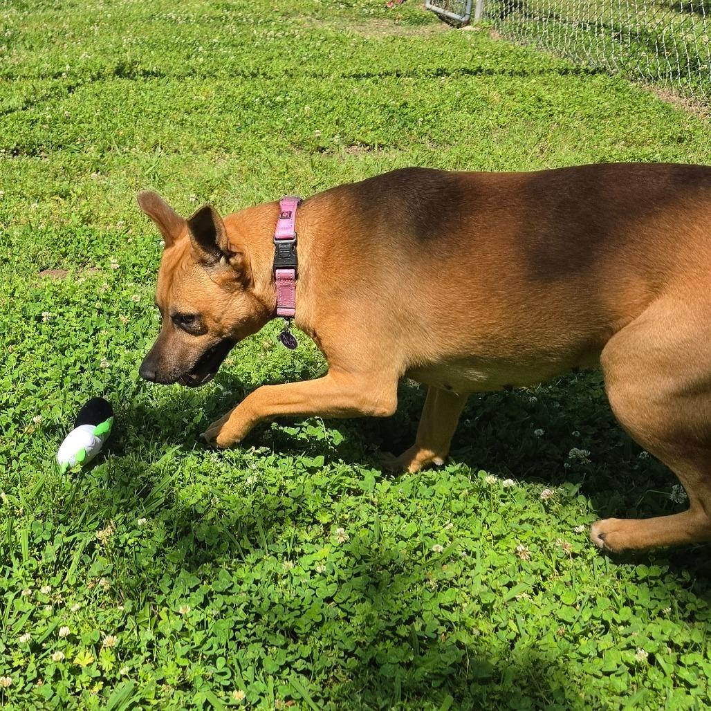 Enlarge Cherry, a Adoptable Mixed Breed in Tulsa, OK image 2/6