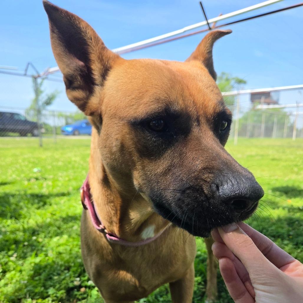 Enlarge Cherry, a Adoptable Mixed Breed in Tulsa, OK image 3/6
