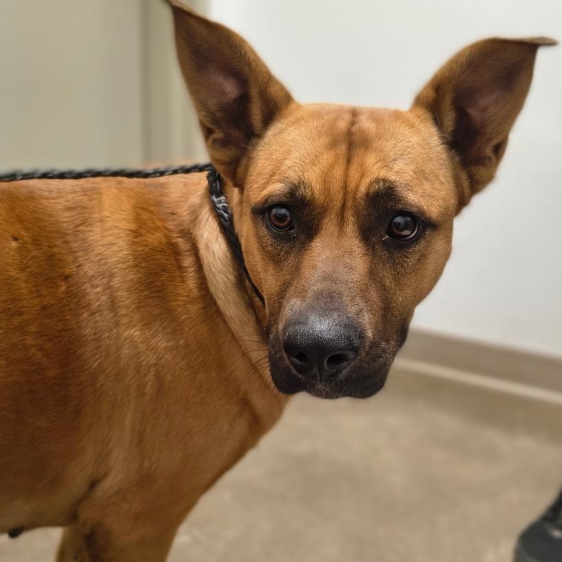 Enlarge Cherry, a Adoptable Mixed Breed in Tulsa, OK image 4/6