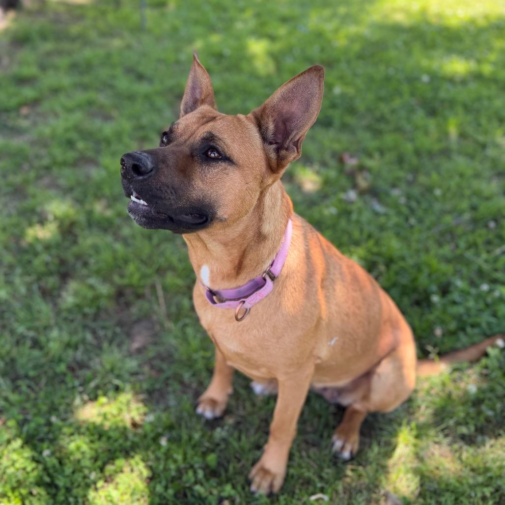 Enlarge Cherry, a Adoptable Mixed Breed in Tulsa, OK image 5/6