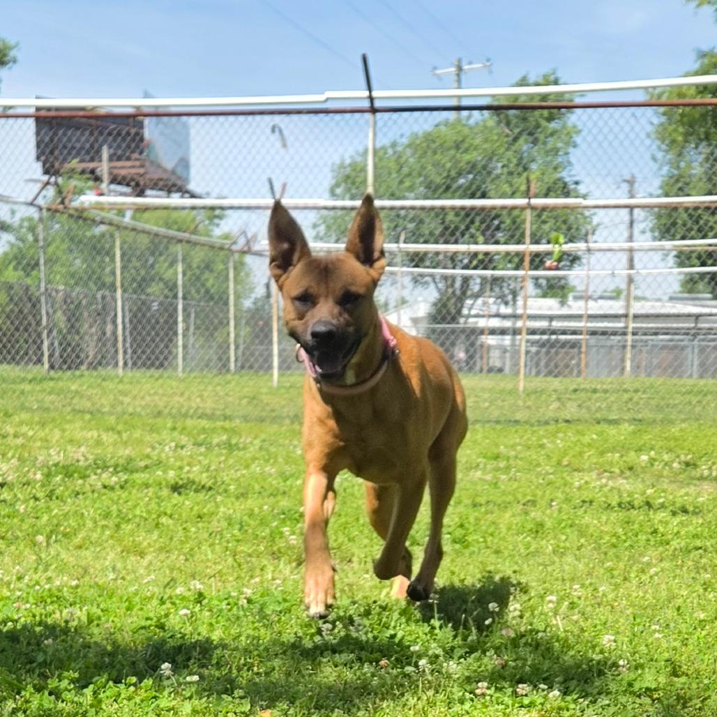 Enlarge Cherry, a Adoptable Mixed Breed in Tulsa, OK image 6/6