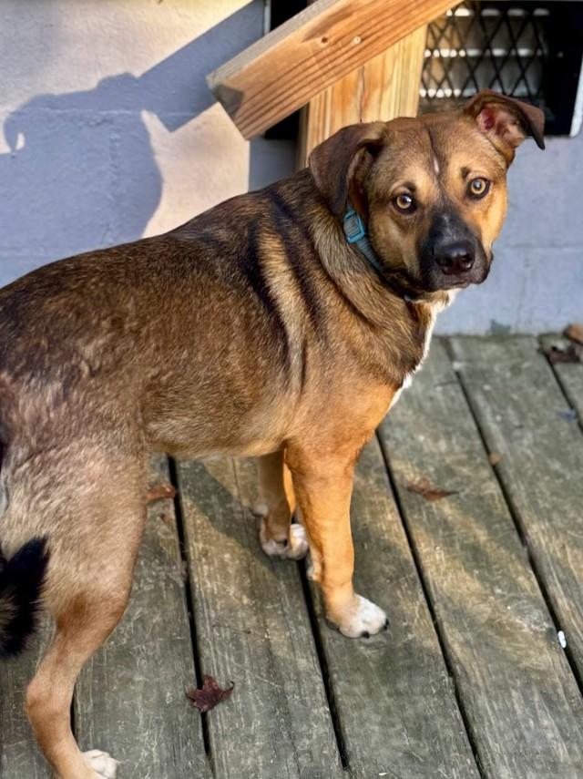 Sully, Adoptable, Adult Male Mixed Breed.