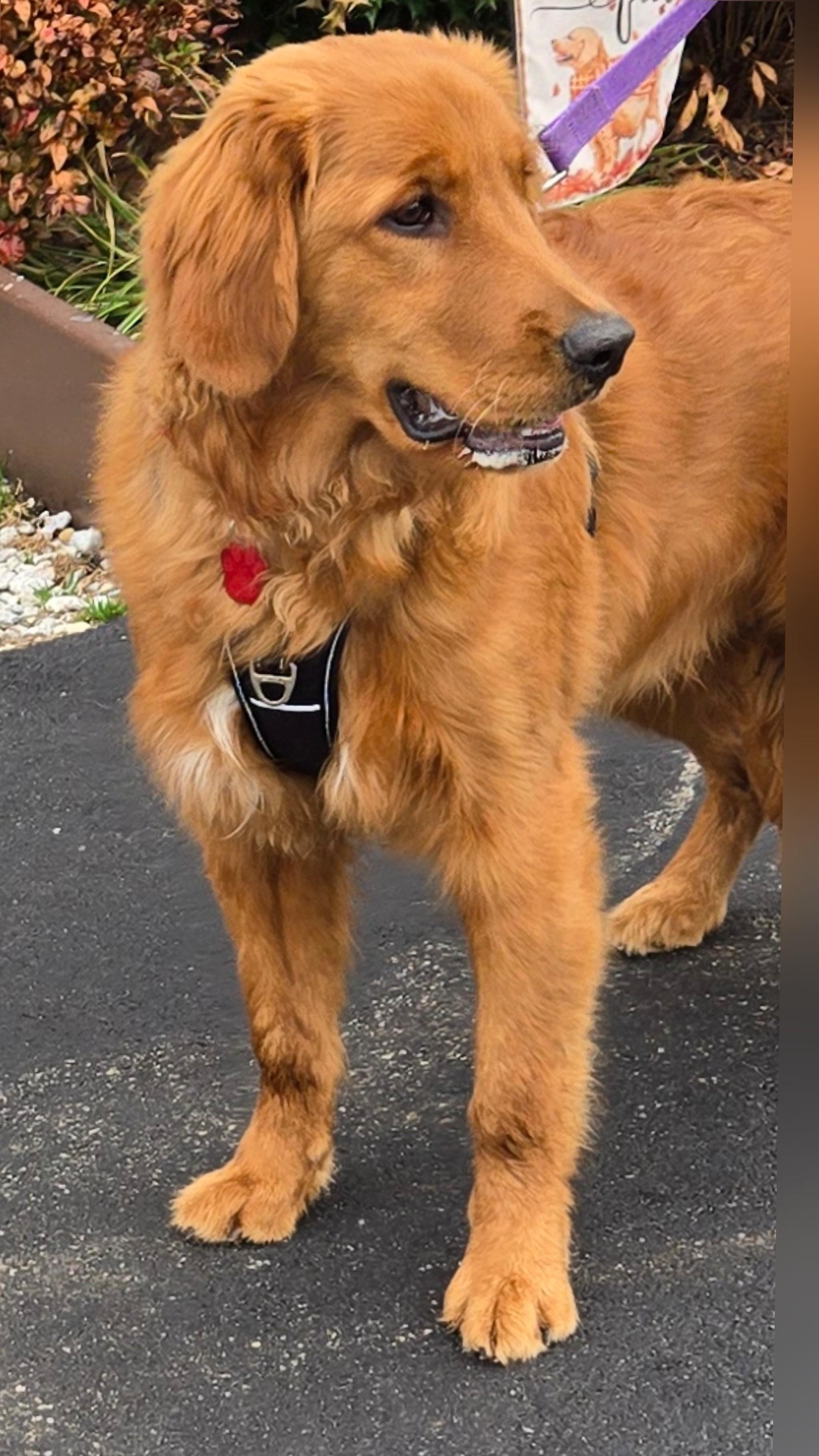 Enlarge Remy, an adopted Golden Retriever in Fredericksburg, VA image 1/6