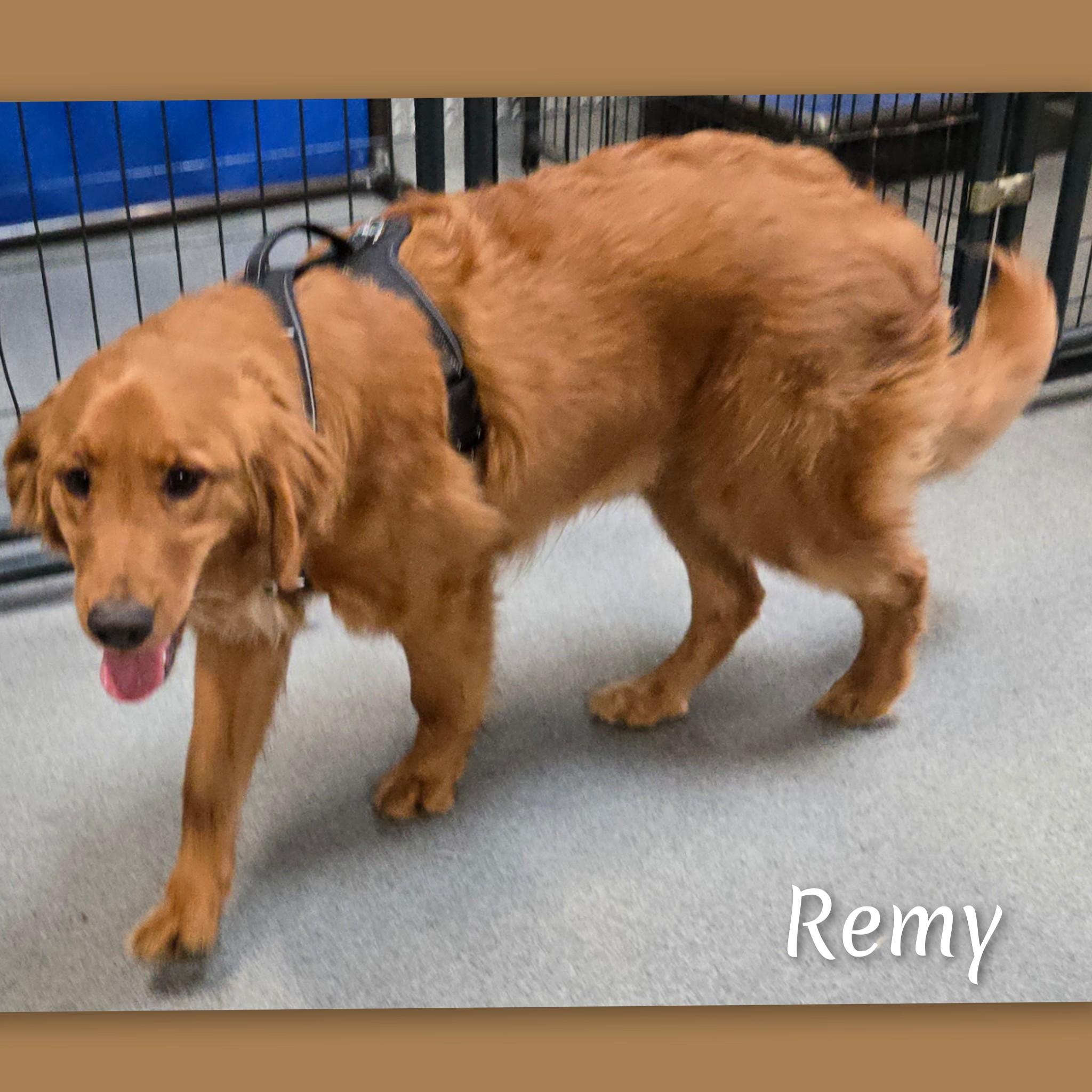 Enlarge Remy, an adopted Golden Retriever in Fredericksburg, VA image 5/6