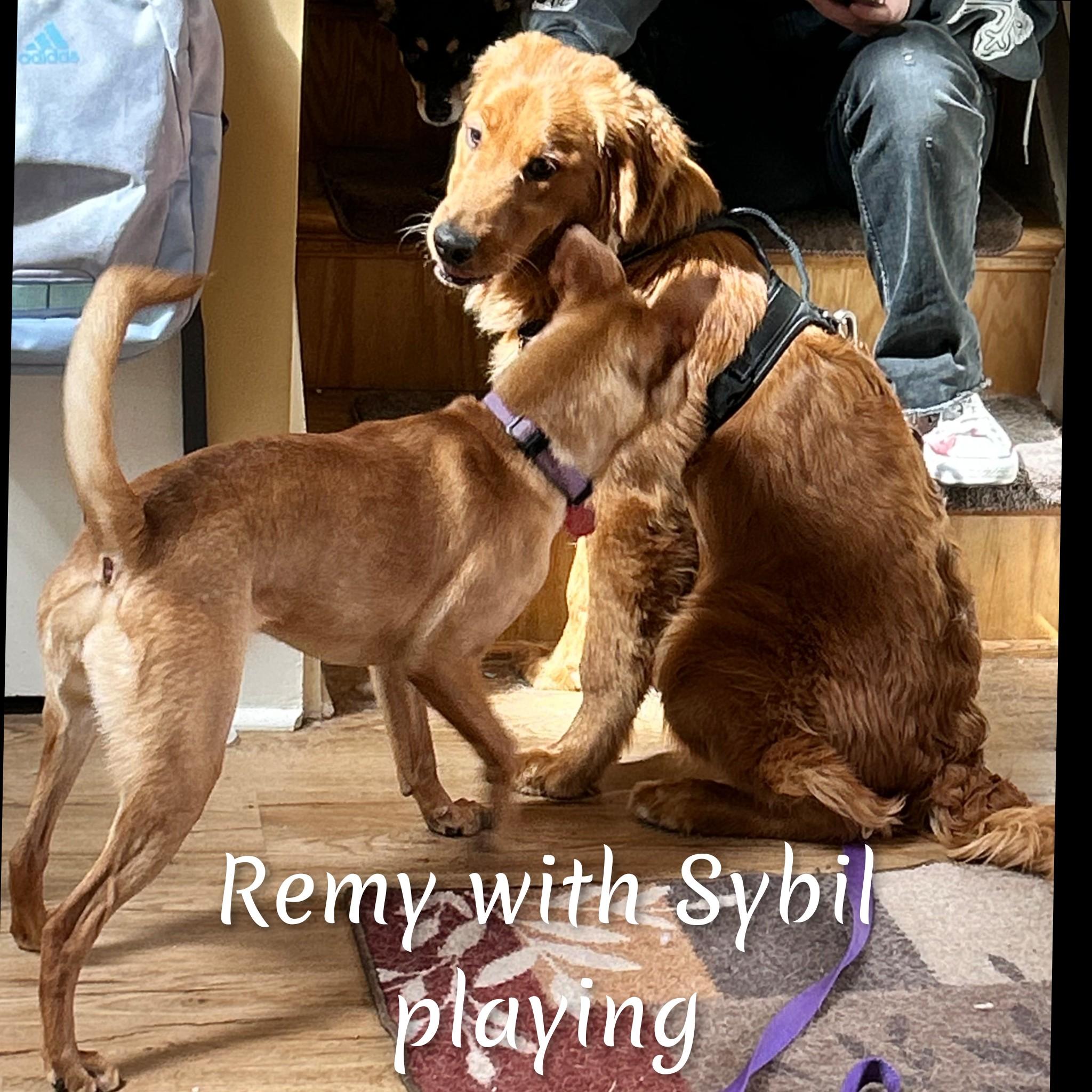 Enlarge Remy, an adopted Golden Retriever in Fredericksburg, VA image 3/6