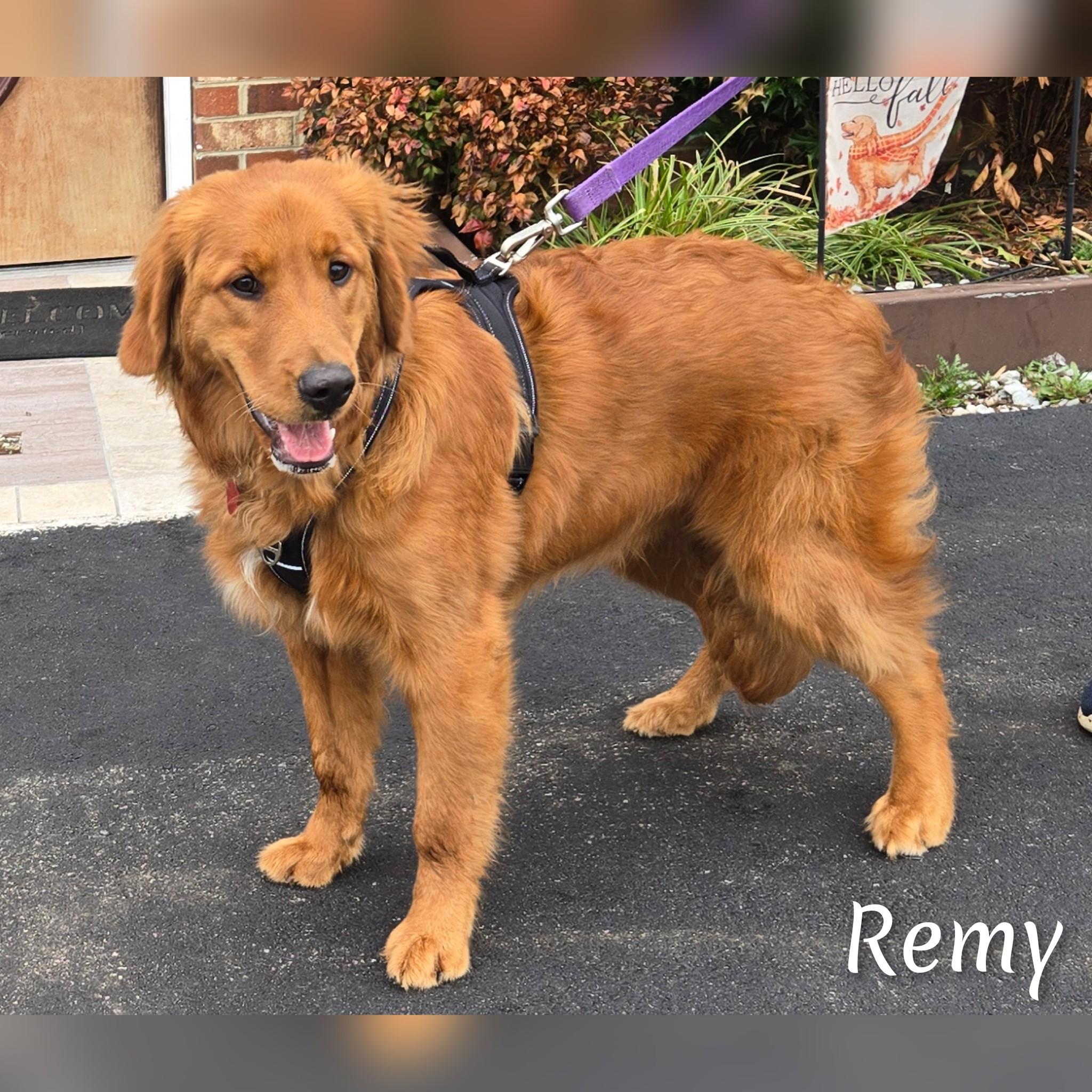 Enlarge Remy, an adopted Golden Retriever in Fredericksburg, VA image 2/6