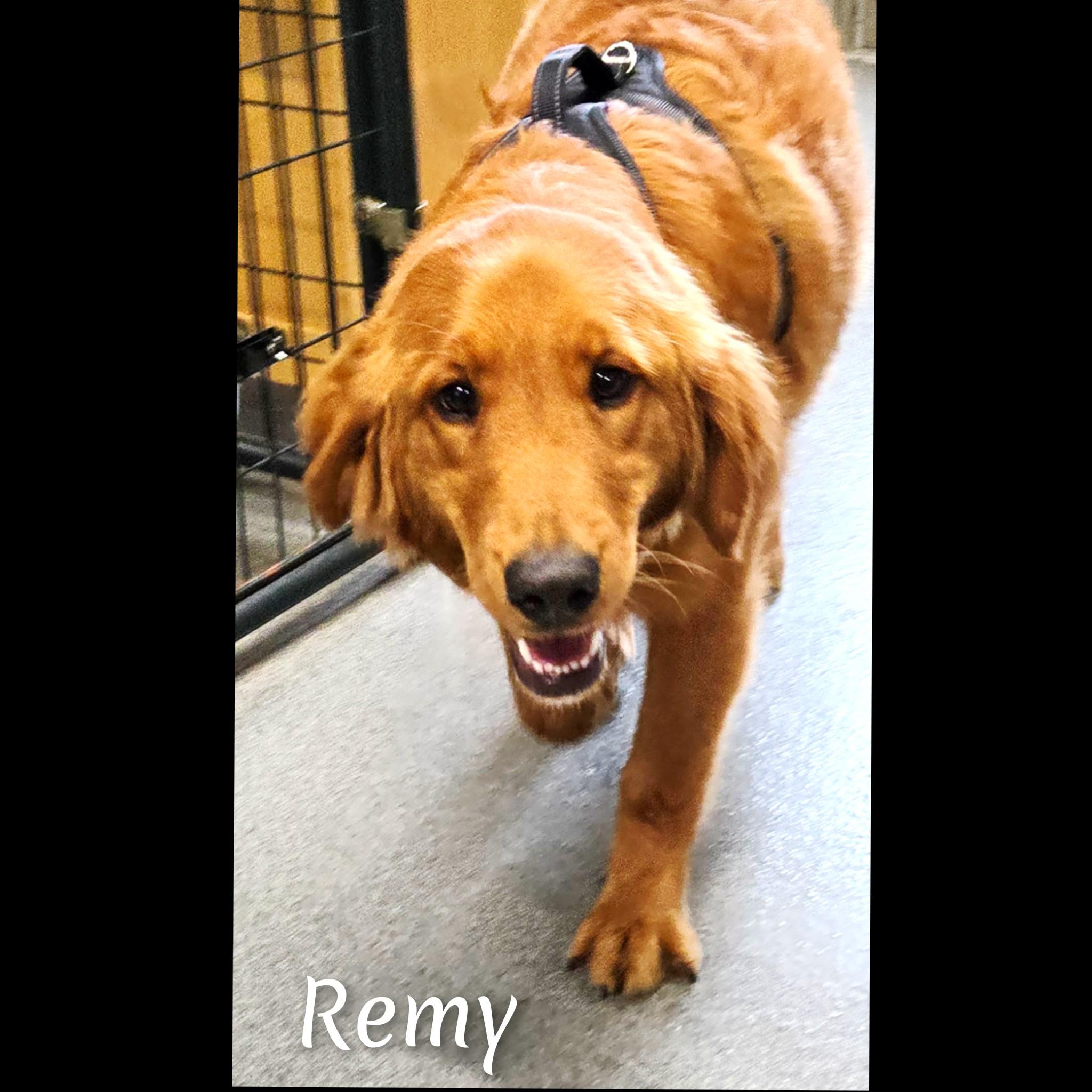 Enlarge Remy, an adopted Golden Retriever in Fredericksburg, VA image 4/6