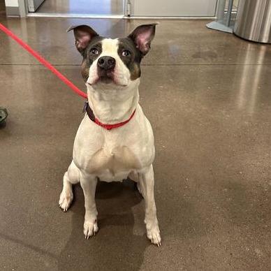 Enlarge Bella May, a Adoptable Mixed Breed in Chattanooga, TN image 1/5