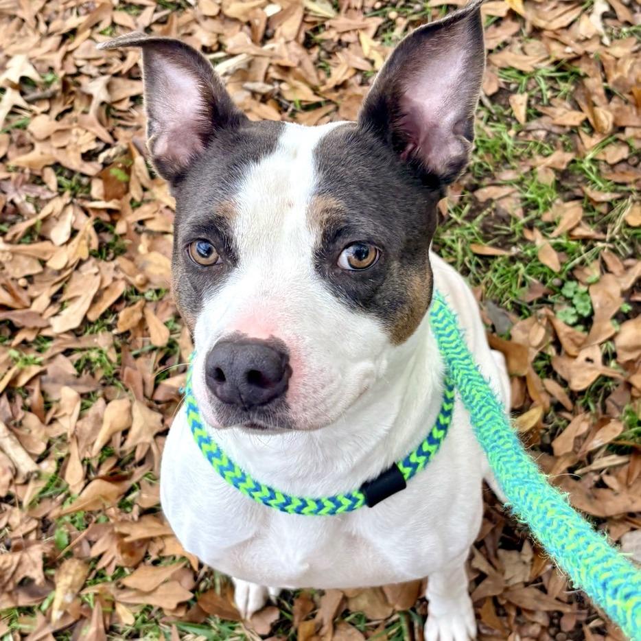 Enlarge Bella May, a Adoptable Mixed Breed in Chattanooga, TN image 2/5