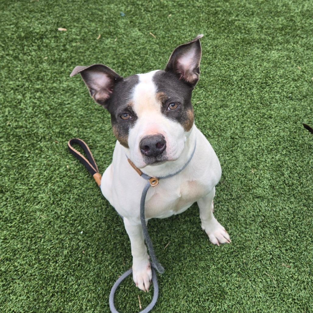 Bella May, Adoptable, Adult Female Mixed Breed.