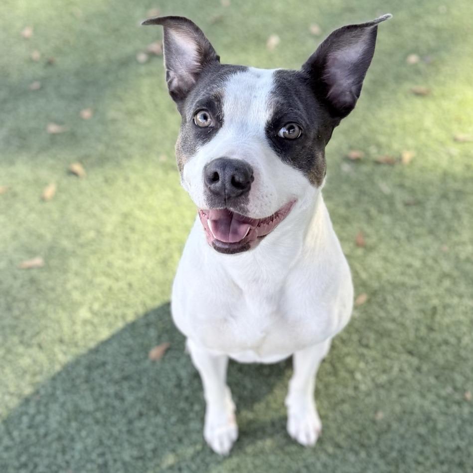 Enlarge Bella May, a Adoptable Mixed Breed in Chattanooga, TN image 5/5