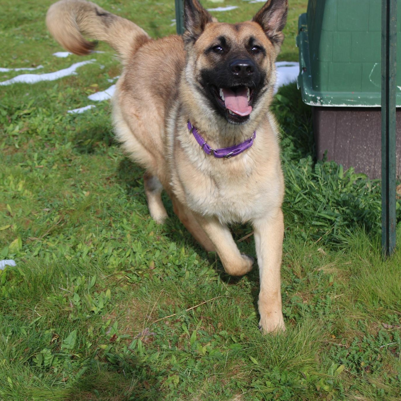 Enlarge Grace, a ADOPTABLE mixed breed in Weaverville, CA image 5/6