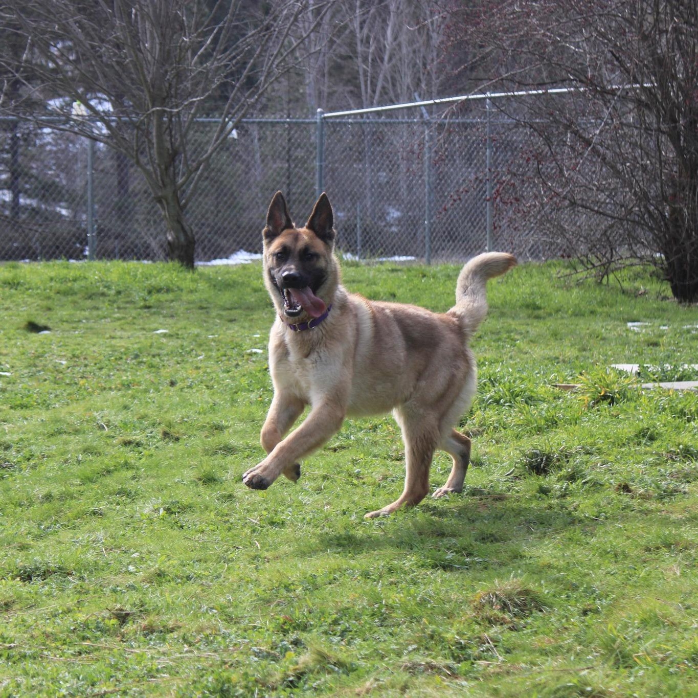 Enlarge Grace, a ADOPTABLE mixed breed in Weaverville, CA image 2/6