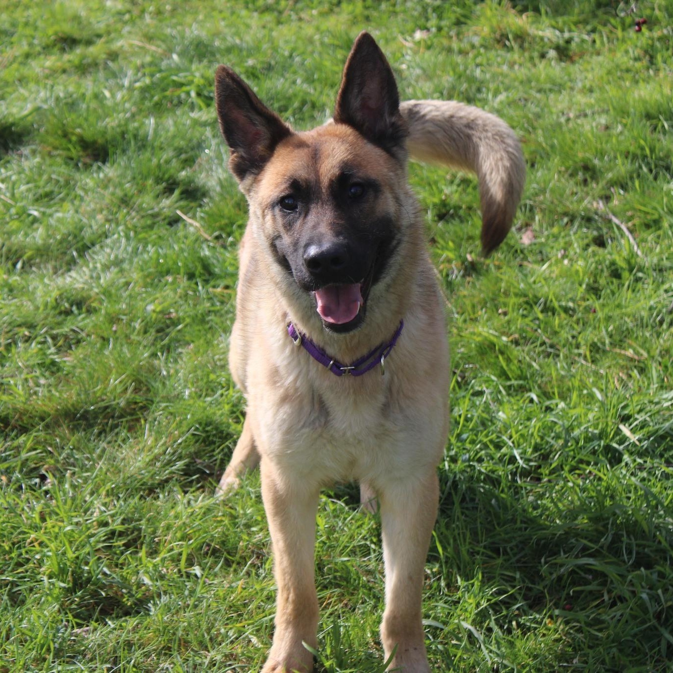 Enlarge Grace, a ADOPTABLE mixed breed in Weaverville, CA image 1/6