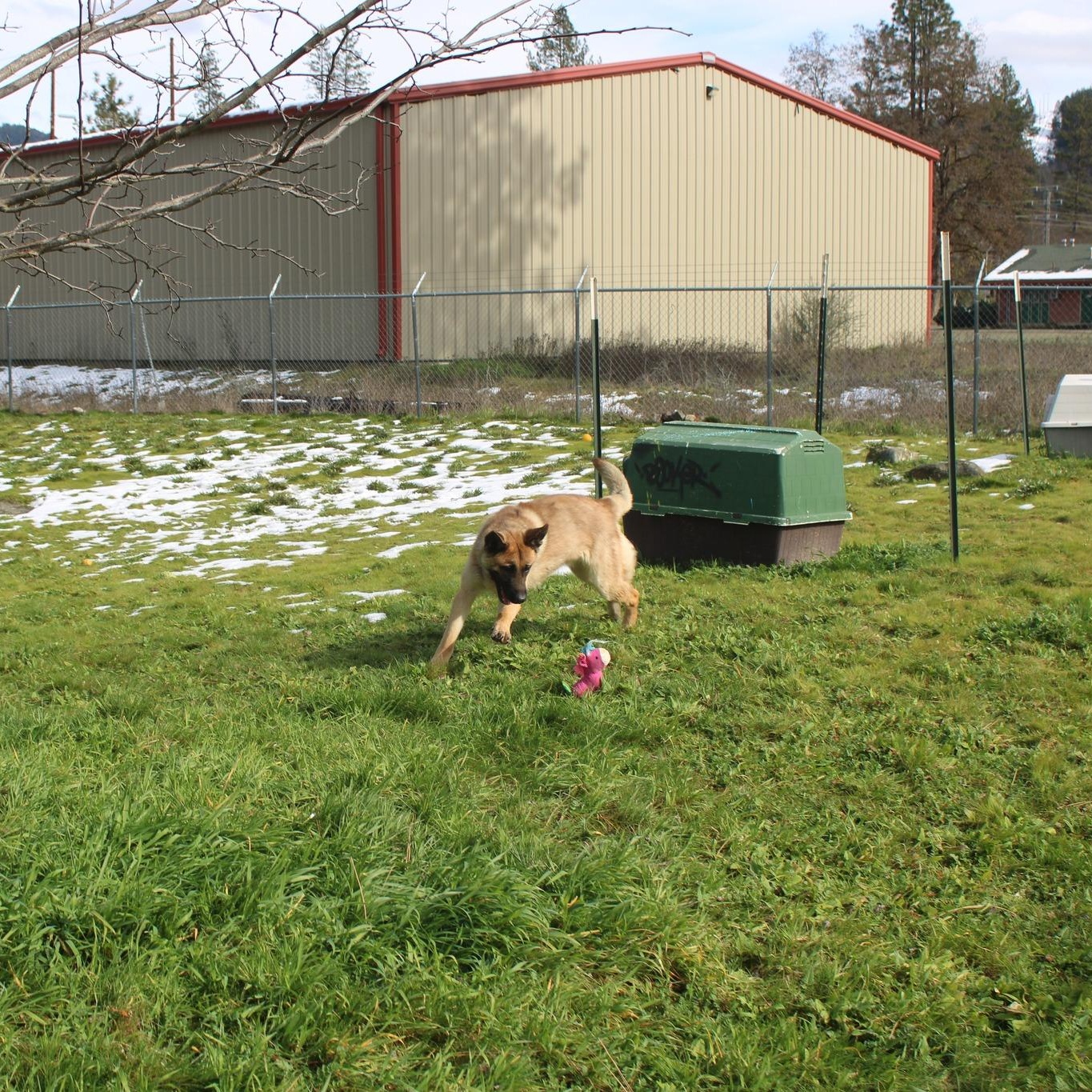 Enlarge Grace, a ADOPTABLE mixed breed in Weaverville, CA image 3/6