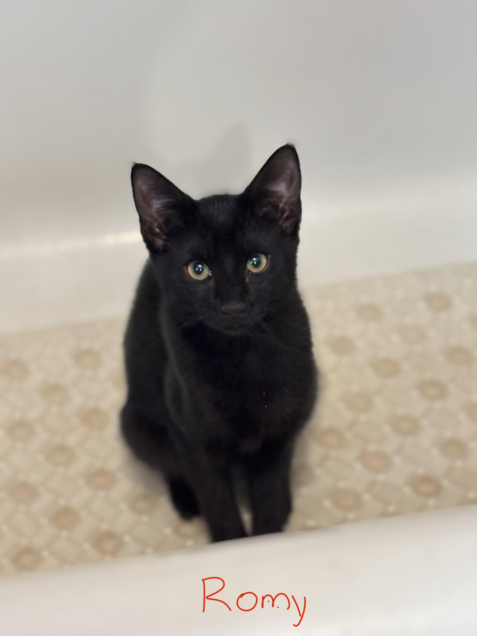 Romy, a ADOPTABLE Domestic Short Hair in Melrose, MA image 1/6