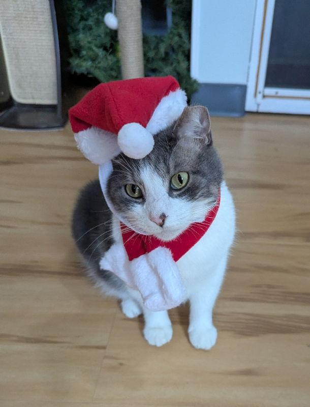 Curtis, Adopted, Adult Male Domestic Short Hair.