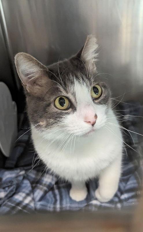 Enlarge Curtis, a Adopted Domestic Short Hair in Ocala, FL image 2/3