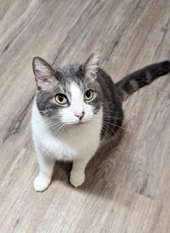 Enlarge Curtis, a Adopted Domestic Short Hair in Ocala, FL image 3/3