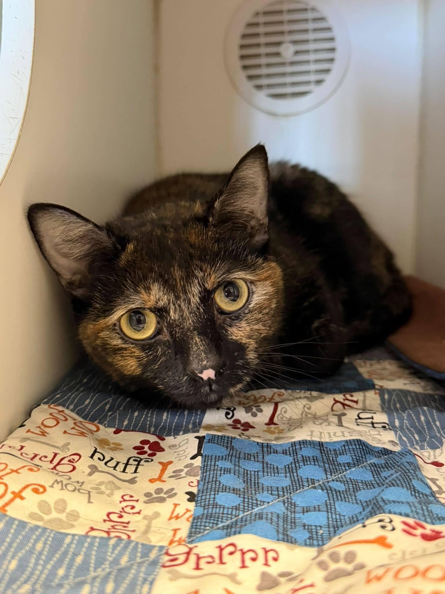 Shylo, ADOPTABLE, Adult Female Domestic Short Hair.