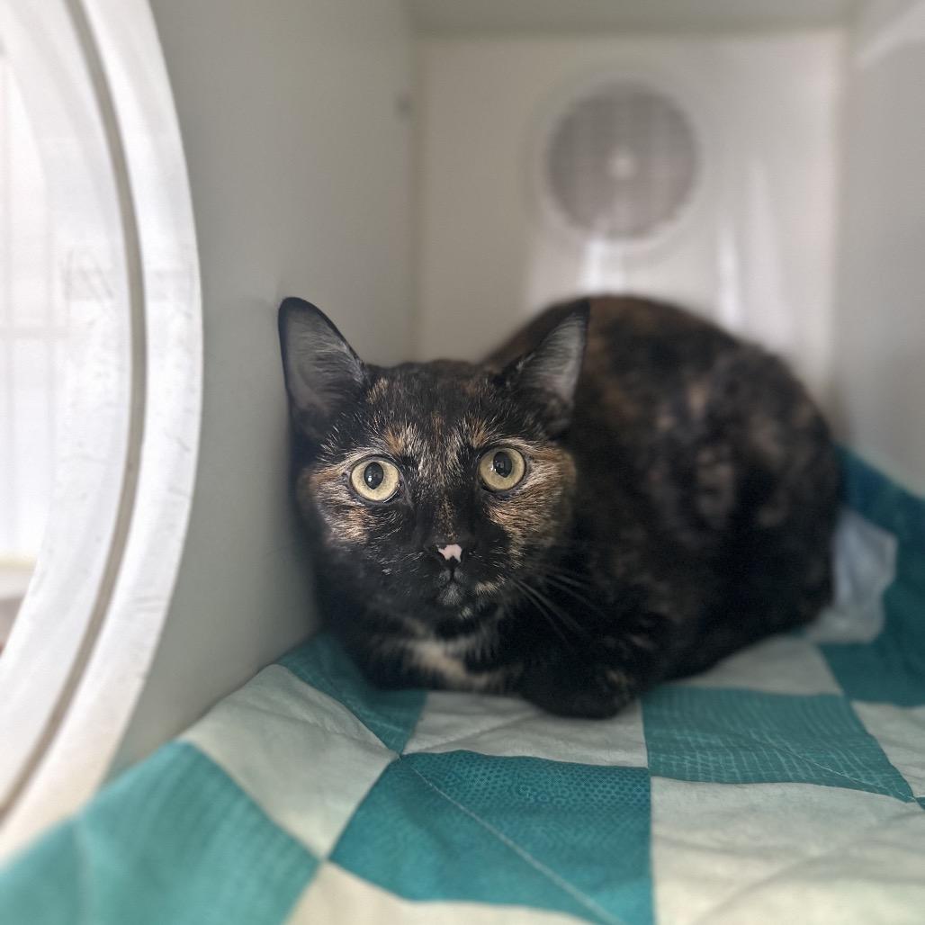 Shylo, a ADOPTABLE Domestic Short Hair in Clinton, IL image 2/2