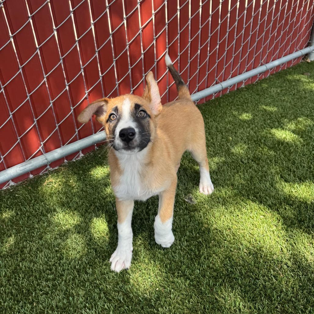 Enlarge Maple, a Adoptable Mixed Breed in Buellton, CA image 1/6