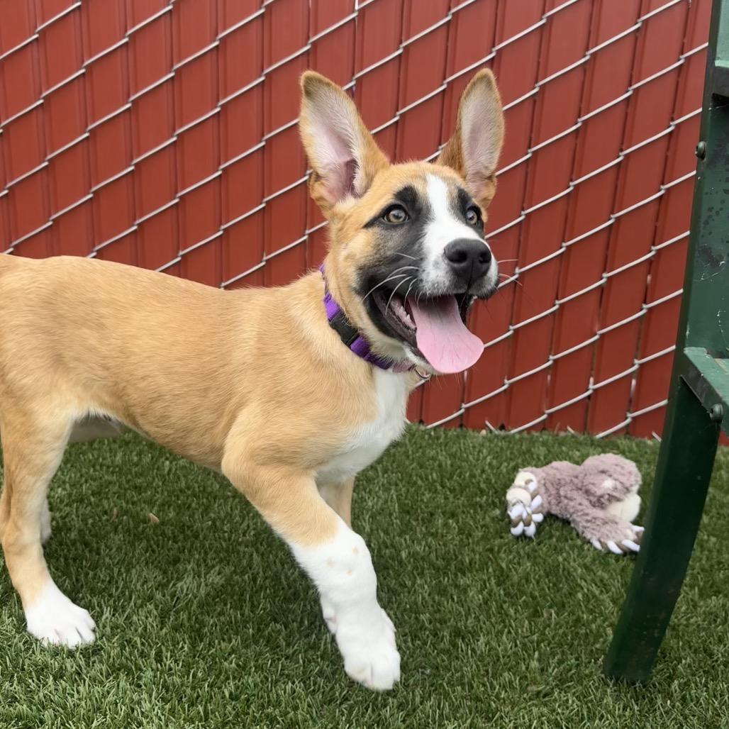 Enlarge Maple, a Adoptable Mixed Breed in Buellton, CA image 2/6