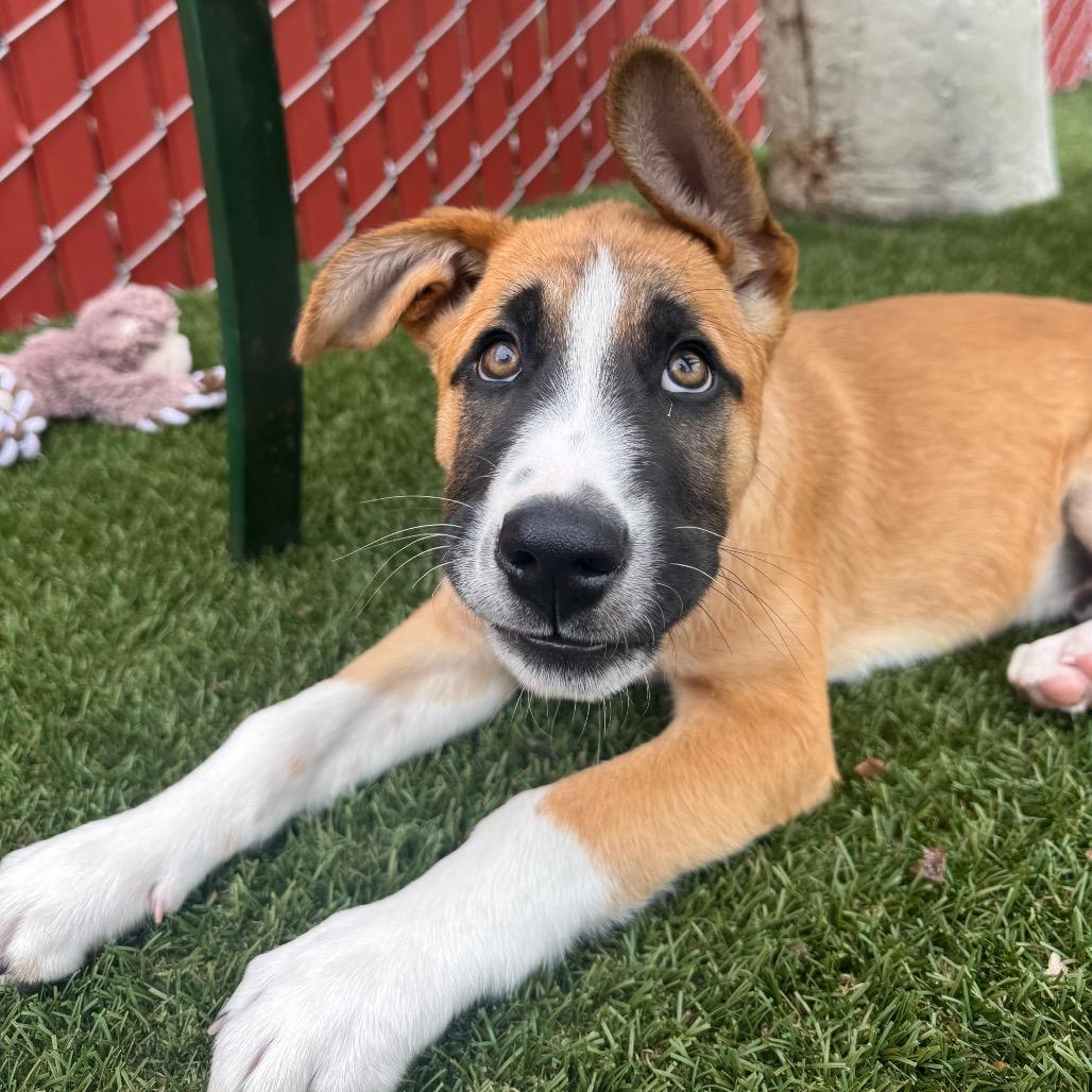 Enlarge Maple, a Adoptable Mixed Breed in Buellton, CA image 3/6